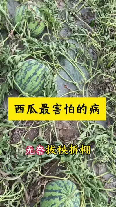 #西瓜种植#种西瓜#西瓜种植技术#大棚西瓜#西瓜病害