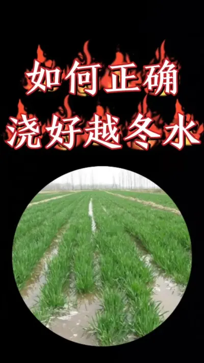 您家小麦田是否需要浇水施肥，这个视频给您讲清楚#小麦管理 #小麦高产技术 #小麦 #农业种植 #抖音助农