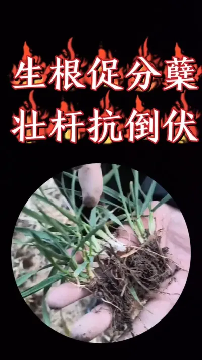 科优壮组合，早播旺长小麦壮杆抗倒增产，晚播小麦生根促分蘖提高亩穗数#三农种植 #农资肥料 #小麦 #小麦种植 #小麦高产技术