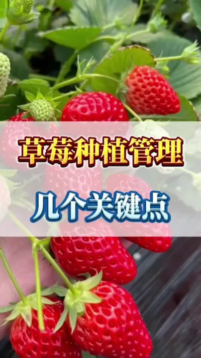 草莓种植管理，几点关键点#农业种植 #三农 #新鲜采摘
