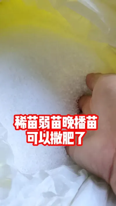 雨水💦天气小麦可以撒肥 稀苗弱苗黄苗晚播小麦可以撒施了#小麦种植 #小麦 #小麦管理 #农资肥料 #抖音助农