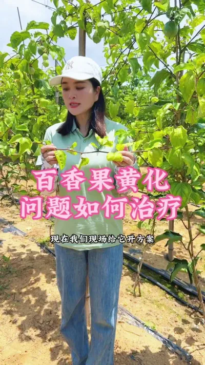百香果黄化问题我们该如何管理？#乡村守护人 #三农 #我的乡村生活 #农业种植 #百香果种植技术 @抖音小助手 @DOU+小助手