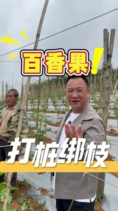 栽种百香果，除了要管好果苗本身，外在所需条件也需要认真准备好。搭棚、支架、挂苗等，每一步小细节都是为了后续管理更方便和丰产。#百香果搭棚#种植小技巧#农业技术推广