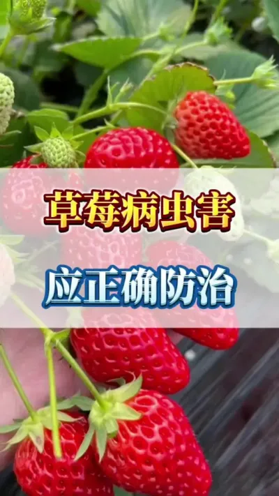 草莓病虫害，应正确防治#三农 #农业种植 #优质农产品