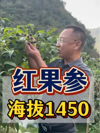 红果参 红果参种植的最佳海拔是多少？我们看看海拔1450种植出来的红果参，长势是真的好，个头是真的大，味道是真的甜呀。#农业 #三农 #农业种植 #红果参 #海拔