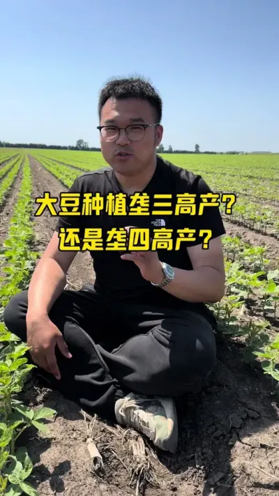 大豆垄三高产还是垄四高产？ 大豆种植技术#农业种植技术