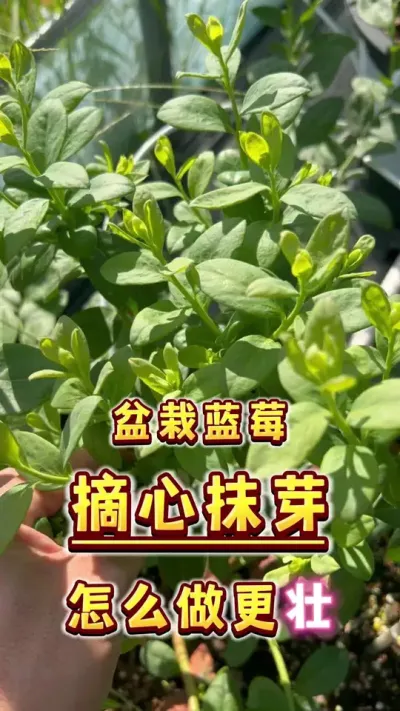 盆栽蓝莓，摘心抹芽，怎么做新芽会更壮？我们来详细gong一下#盆栽蓝莓 #蓝莓 #家庭种植 #种植小技巧 #三农