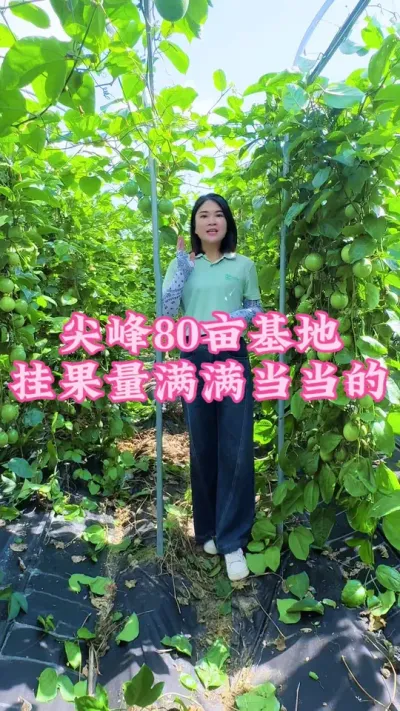 用了施康禾一号的尖峰80亩百香果基地挂果量满满当当的！#乡村守护人 #抖音助农 #新农人计划2024 #支持三农扶持三农发展 #百香果@抖音小助手 @DOU+小助手