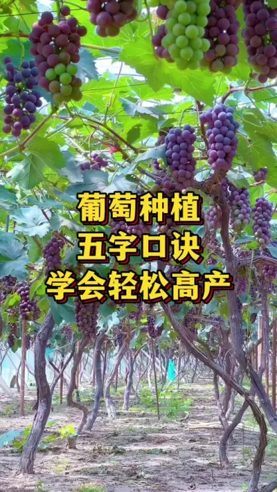 葡萄种植，五字口诀，学会轻松高产#农业种植 #优质农产品 #三农