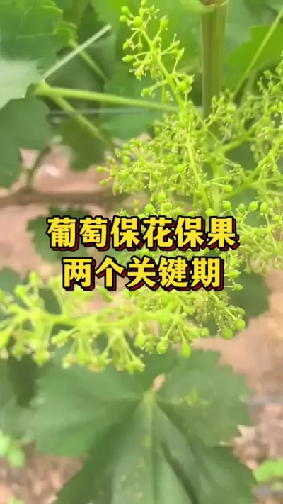 葡萄保花保果，两个关键期#优质农产品 #农业种植 #葡萄种植