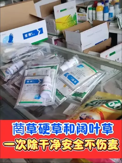 小麦田菵草硬草阔叶草一套全搞定，安全效果好#三农种植 #农资肥料 #除草剂 #小麦除草剂 #小麦种植