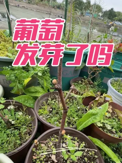 你们的葡萄发芽了吗？#盆栽葡萄