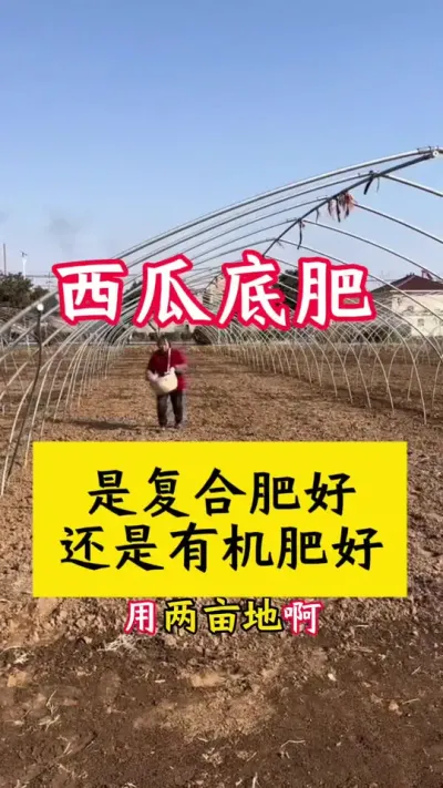 #西瓜种植 #大棚西瓜 #西瓜种植技术#种西瓜#西瓜底肥