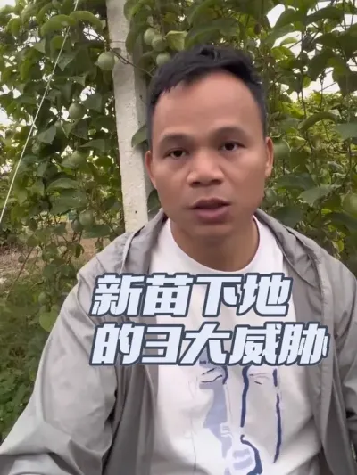 新苗下地的3大威胁#种植苗木 #预防土传病害 #防地下害虫 #促根#壮根