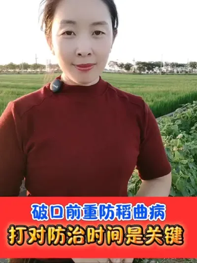 水稻破口期重防稻曲病 选对药剂抓住破口前五至七天重防稻曲病#稻曲病 #水稻种植 #水稻病虫害 #水稻 #农资肥料