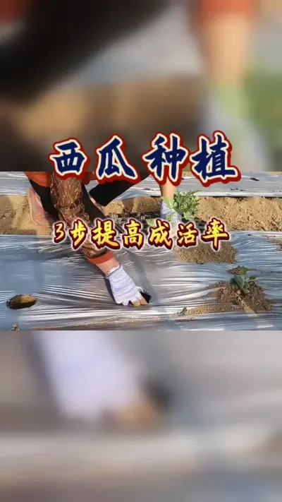 #西瓜种植#西瓜管理 ##生根壮苗