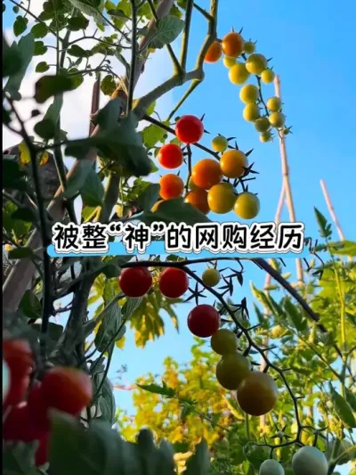 为了露台种的番茄被整&ldquo;神&rdquo;的两个星期💔这次网购经历体验感太差了🥲#阳台种植 #日常分享 #抖音新农人 #网购 #我的小菜园