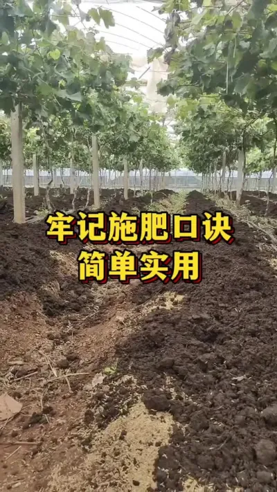 牢记施肥口诀，简单实用#优质农产品 #农业种植 #果树种植