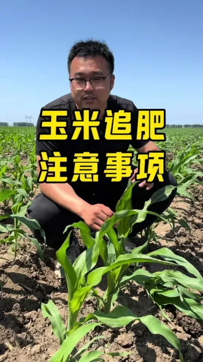 玉米几个叶追肥最好 #玉米高产种植技术 #农业种植 #玉米增产 #农业种植技术