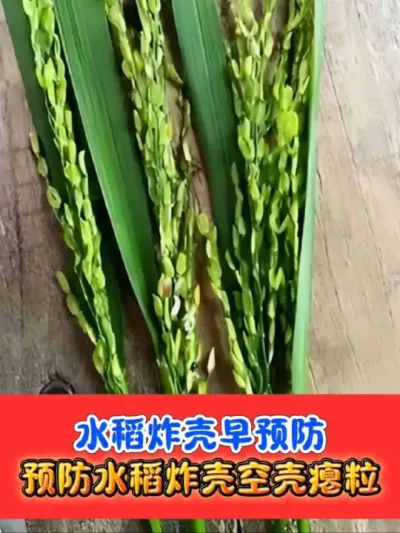 水稻炸壳空壳需要提前正确预防 满壳宁有效解决水稻空壳炸壳鹰嘴谷#水稻种植 #水稻炸壳 #水稻 #农资肥料 #农业种植