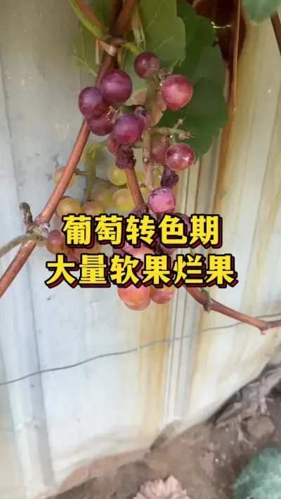 葡萄转色期，大量软果烂果#优质农产品 #农业种植 #葡萄种植