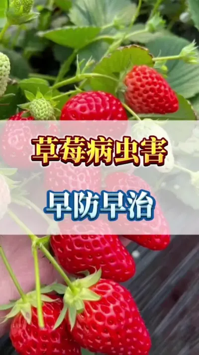 草莓病虫害，早防早治#农业种植 #三农 #创作者扶持计划