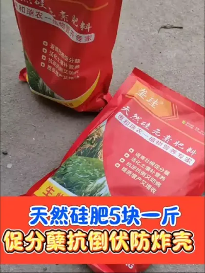 水稻增产必备天然垄硅 五块钱一斤天然垄硅厂价直销，水稻返青分蘖期撒施#水稻 #水稻种植 #农资肥料 #水稻高产技术 #垄硅