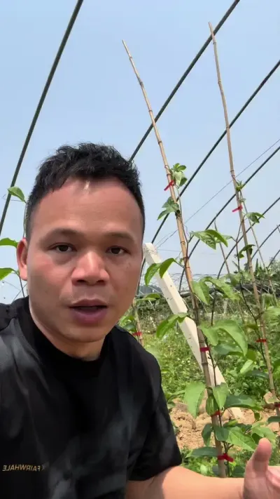 要注意，抢养分的侧枝！#百香果种植#百香果施肥#百香果用肥#黄金百香果种植 #百香果种植技术