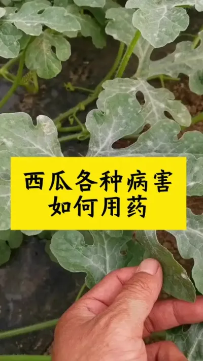 #西瓜种植 #西瓜种植技术 #大棚西瓜#西瓜病害 #种西瓜