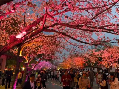 这么漂亮的樱花 快艾特最漂亮的她来看#想约你去淋一场樱花雨 #樱花 #樱花🌸