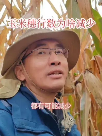 #抖音美好丰收节#抖音新农人#穗行数 玉米穗行数为啥会变少，什么时期会受到影响呢，咱们说一下