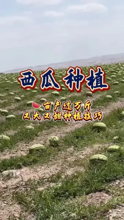 #西瓜种植 #西瓜管理 #增甜 #膨大 #增产增收