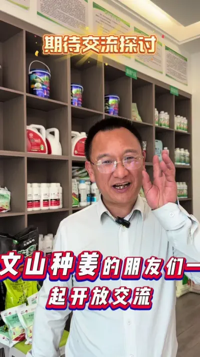 文山种姜老板选择390方案的理由！#农资 #文山农资#文山铭鑫农业 #农业技术推广