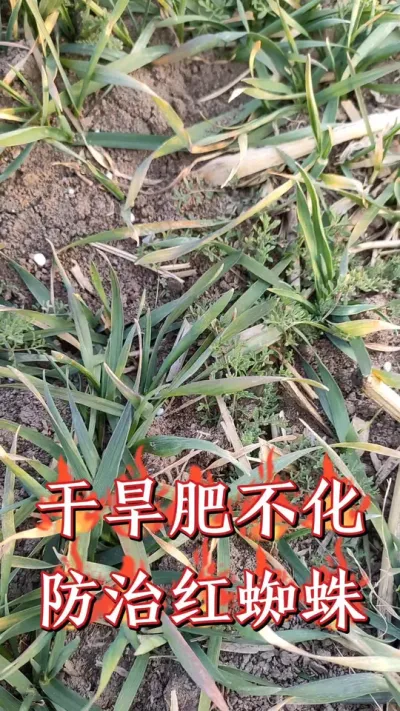 小麦田干旱，防治红蜘蛛蚜虫，结合喷施叶面肥促根壮苗返青快#小麦 #三农种植 #肥料 #小麦种植 #小麦高产技术