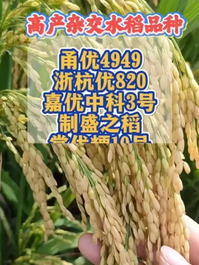 高产杂交水稻品种来喽来喽 #杂交水稻 #杂交水稻种子 #水稻品种 #抖音助农 #农资肥料