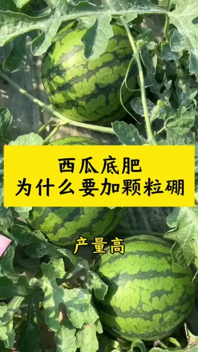 西瓜底肥为什么要加缓释硼#种西瓜#西瓜种植#西瓜种植技术 #西瓜底肥 #西瓜管理技术