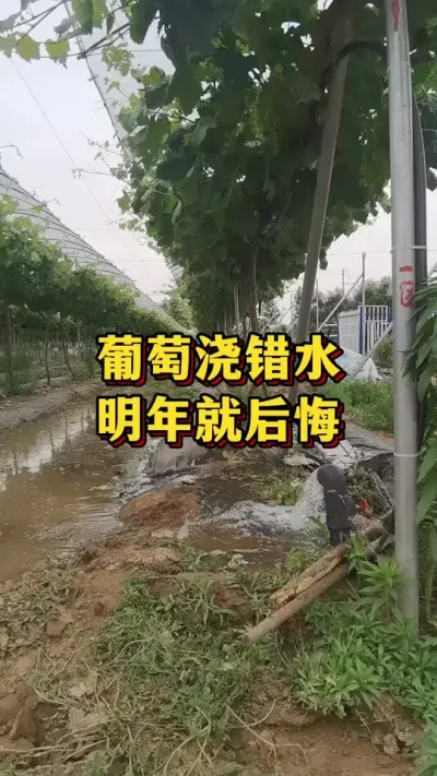 葡萄浇错水，明年就后悔#农业种植 #优质农产品 #葡萄种植