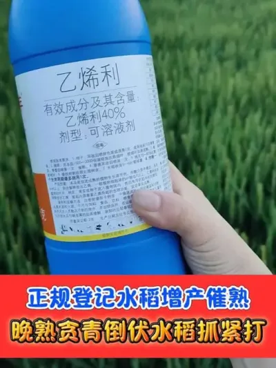 水稻催熟增产专用乙烯利#水稻种植 #水稻 #农资肥料 #吴平农资