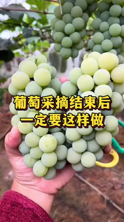 葡萄采摘后，一定要这样做#农业种植 #优质农产品 #三农