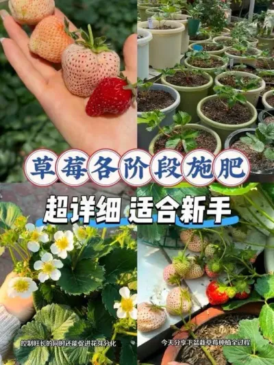 用好这几种肥料轻松实现草莓自由！盆栽草莓各阶段施肥分享！#草莓施肥 #盆栽草莓 #草莓种植方法 #草莓苗