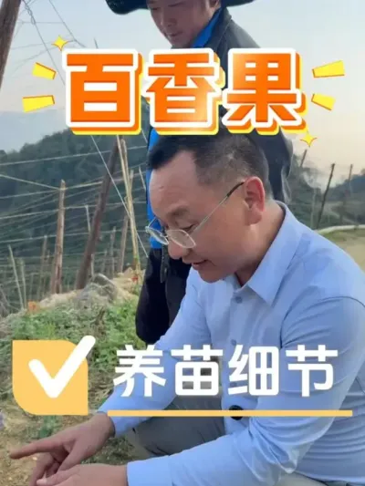 百香果的这些养苗细节，你做对了没？