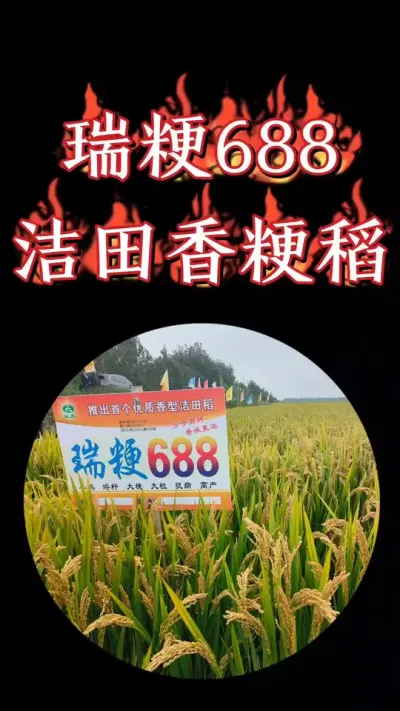 洁田稻瑞粳688，早熟大穗产量高，香粳米质更好，火爆销售中#农资肥料 #三农种植 #水稻种植 #水稻 #高产水稻品种
