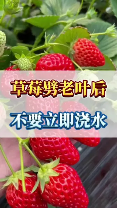 草莓劈老叶后，不要立即浇水#草莓育苗 #草莓🍓采摘 #草莓种植户