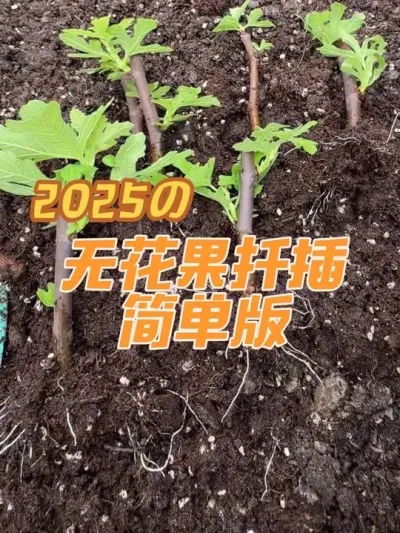 无花果扦插简单版，去邻居家要点枝条，自己繁殖几棵无花果吧。#无花果扦插 #扦插繁殖 #扦插