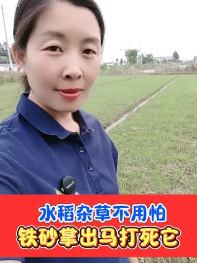 铁砂掌出马除稻田抗性禾本科杂草 不用回水打死稻田抗性稗草马唐牛筋草千金子#水稻种植 #水稻 #水稻除草 #水稻除草剂 #农资肥料