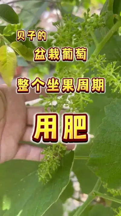 家里盆栽一棵盆栽葡萄，从来花到采摘的全部用肥都在这里哦～#盆栽葡萄#楼顶果园 #葡萄 #内容启发搜索