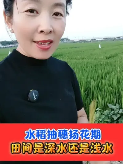 水稻穗期田间采用浅水勤灌提高根系活力 后期重视保根护叶，提高根系活力，延长叶片功能期#水稻种植 #水稻 #水稻增产 #农资肥料#农资店