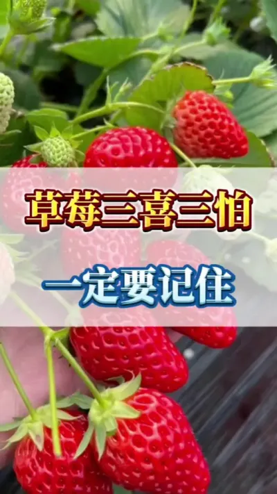草莓三喜三怕 #草莓管理 #病害防治 #草莓苗种苗