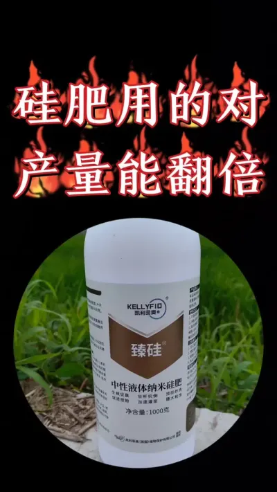 小麦生根促蘖壮分蘖，抗寒抗倒伏少不了臻硅，厂价批发包邮，福利到家#农资肥料 #三农种植 #小麦 #小麦种植 #小麦高产技术