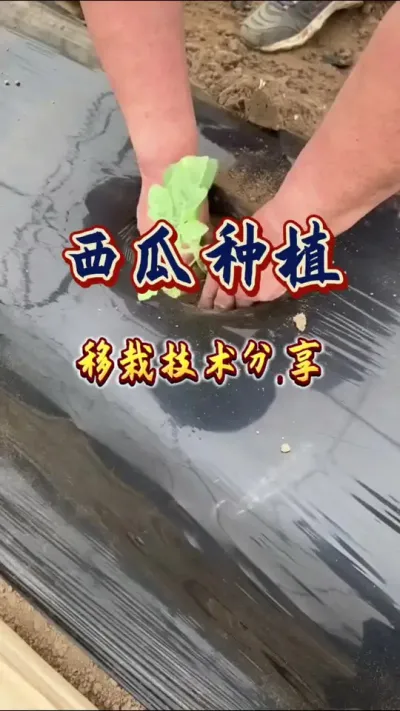 #西瓜种植 #增产增收才是硬道理 #农业技术推广
